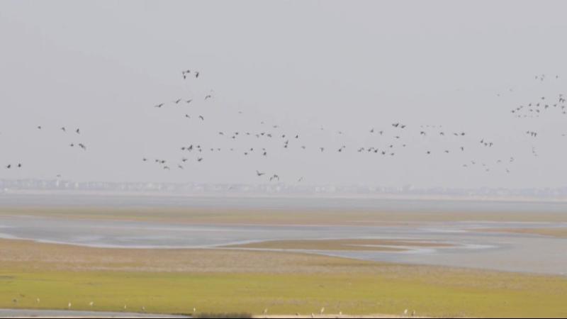 江西:冬夏候鸟“交接班” 共同嬉戏鄱阳湖 江西:冬夏候鸟“交接班” 共同嬉戏鄱阳湖