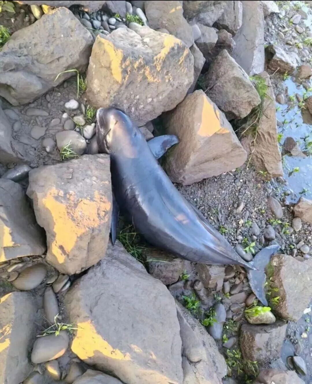 湖南桃源通报一长江江豚死亡，初步认定排除人为因素