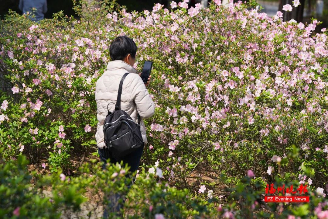 太美了!3万多株杜鹃!福州网红公园,要刷屏! 太美了!3万多株杜鹃!福州网红公园,要刷屏!