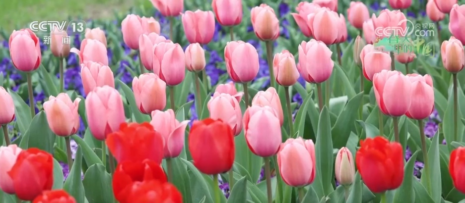 各地春花盛放催热“赏花经济” 以花为媒激活农文旅消费“一池春水” 各地春花盛放催热“赏花经济” 以花为媒激活农文旅消费“一池春水”