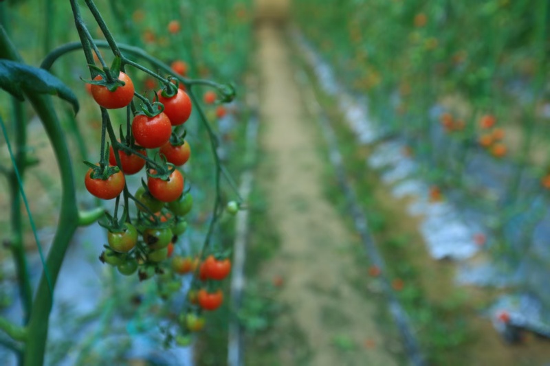 河南通许:七彩番茄映红致富路 河南通许:七彩番茄映红致富路