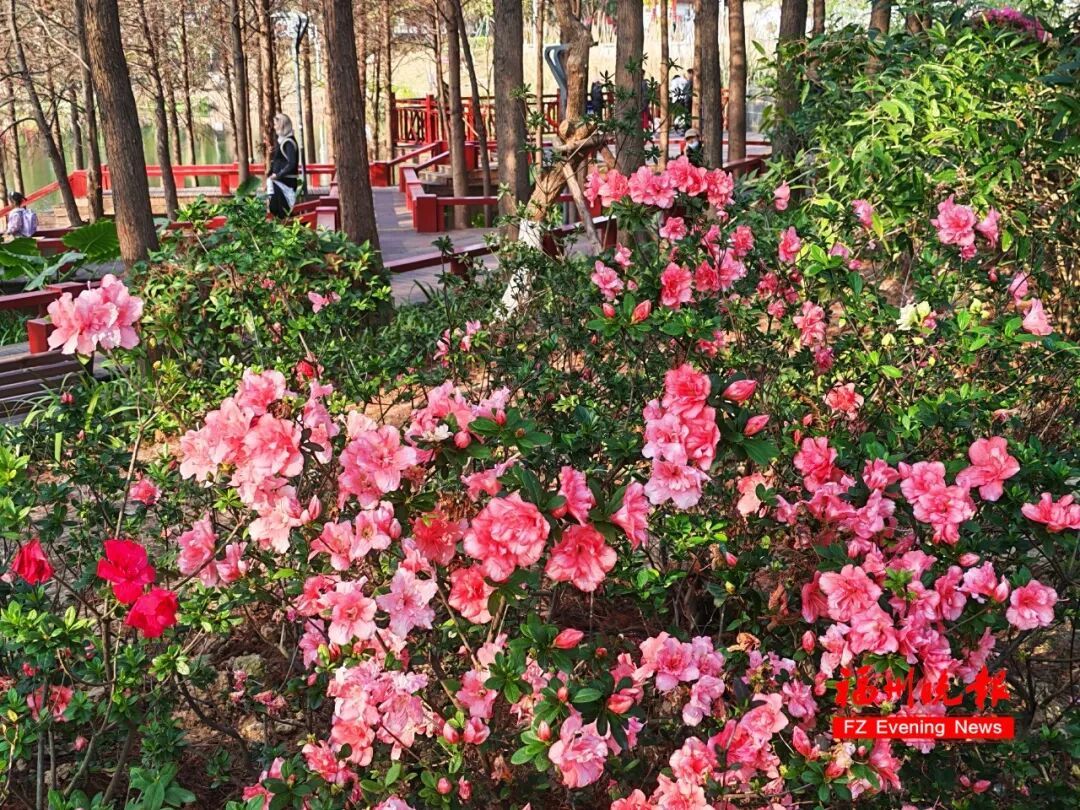 太美了!3万多株杜鹃!福州网红公园,要刷屏! 太美了!3万多株杜鹃!福州网红公园,要刷屏!