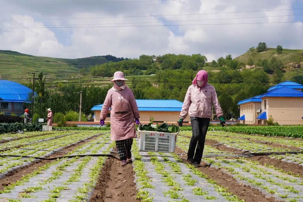 海拔2500米的高原冷凉蔬菜,40小时端上大湾区餐桌 海拔2500米的高原冷凉蔬菜,40小时端上大湾区餐桌