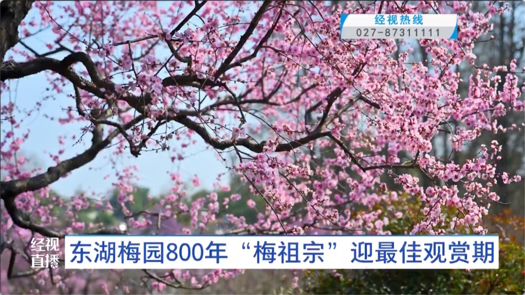 武汉东湖梅园800年“梅祖宗”,迎最佳观赏期! 武汉东湖梅园800年“梅祖宗”,迎最佳观赏期!