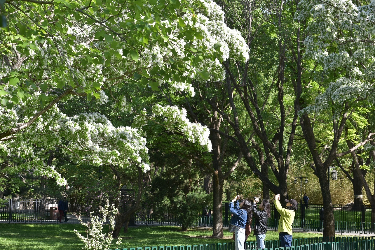 还等啥？快来陶然亭公园赏花吧！