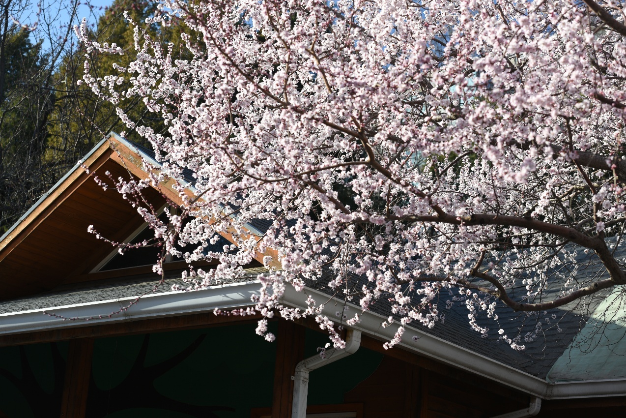 还等啥？快来陶然亭公园赏花吧！