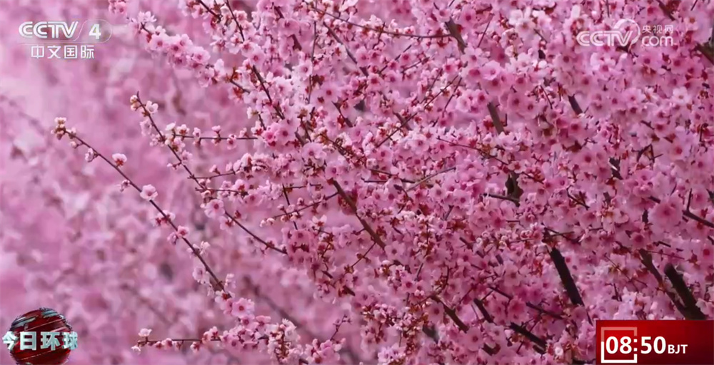 一幅幅生机盎然的“科技春耕图”徐徐铺展 春日限定美景成为亮眼风景线 一幅幅生机盎然的“科技春耕图”徐徐铺展 春日限定美景成为亮眼风景线