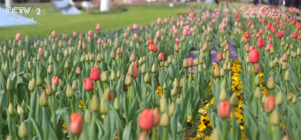 “赛事经济”“赏花经济”激活消费活力 文旅市场“百花齐放”升腾旺盛人气 “赛事经济”“赏花经济”激活消费活力 文旅市场“百花齐放”升腾旺盛人气