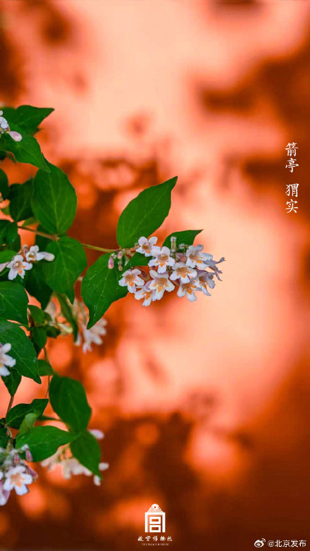 收藏了解！故宫里的小众花木也值得一看