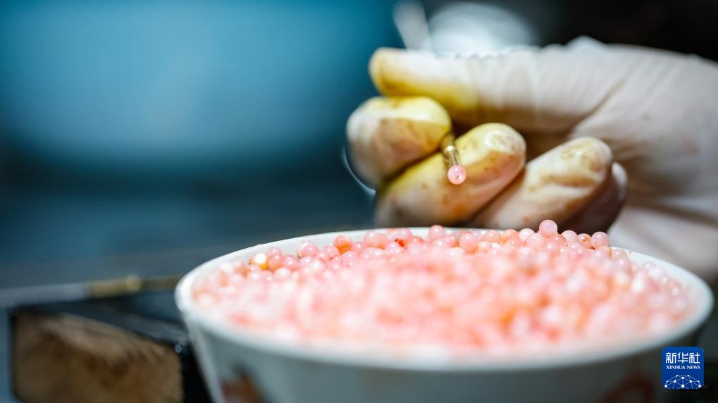 江苏泗洪:初春种蚌忙 江苏泗洪:初春种蚌忙