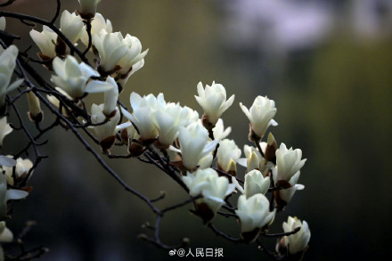 玉兰花可太懂中式美学了