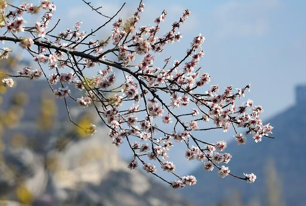 花粉过敏能否“放着不管” 婴幼儿症状如何分辨?专家解答 花粉过敏能否“放着不管” 婴幼儿症状如何分辨?专家解答