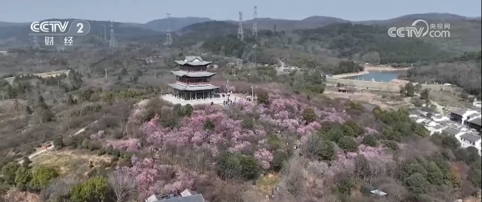 各地推出新场景解锁新“花”样 “赏花+”激活春日经济 各地推出新场景解锁新“花”样 “赏花+”激活春日经济