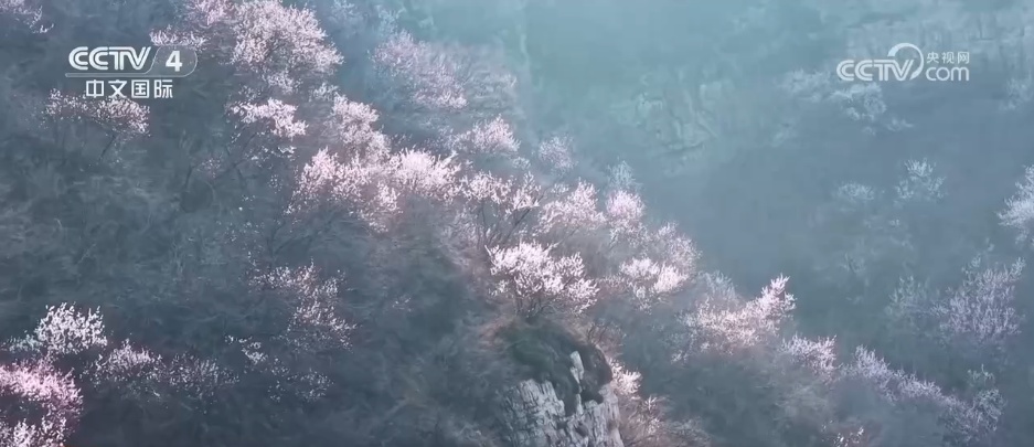 “花”经济 “热”文旅 赏花游为乡村振兴增添“美丽”动能