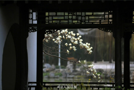 玉兰花可太懂中式美学了