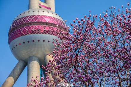 玉兰与东方明珠塔同框