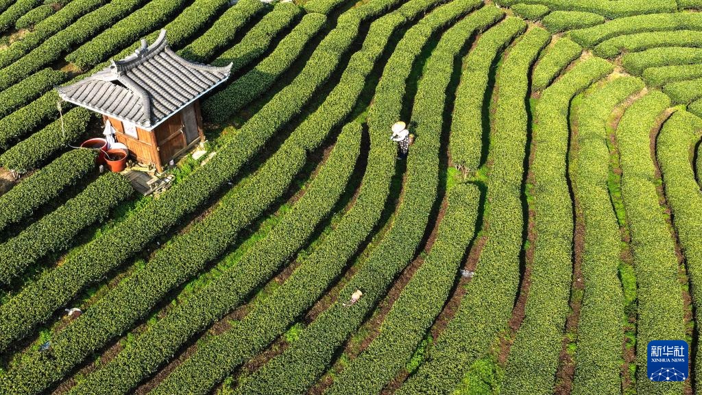 广西三江:早春茶飘香 广西三江:早春茶飘香