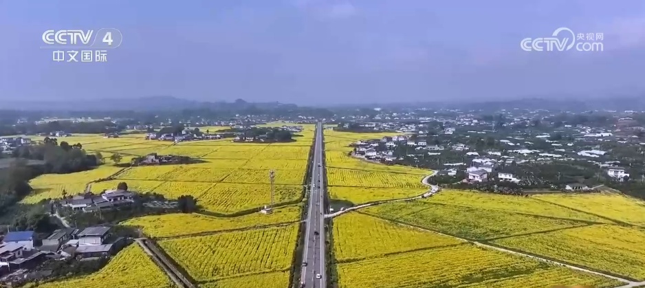 “花”经济 “热”文旅 赏花游为乡村振兴增添“美丽”动能