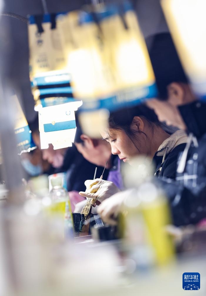 江苏泗洪:初春种蚌忙 江苏泗洪:初春种蚌忙