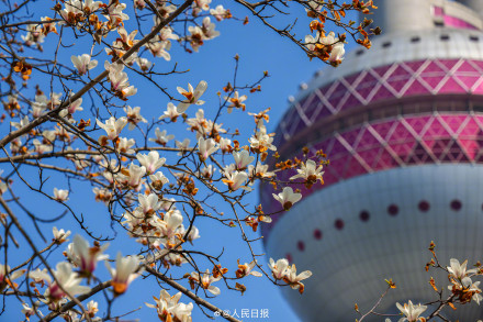 玉兰与东方明珠塔同框