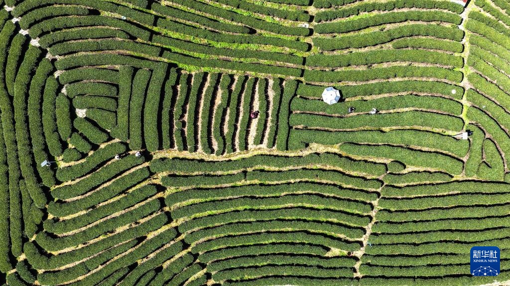 广西三江:早春茶飘香 广西三江:早春茶飘香