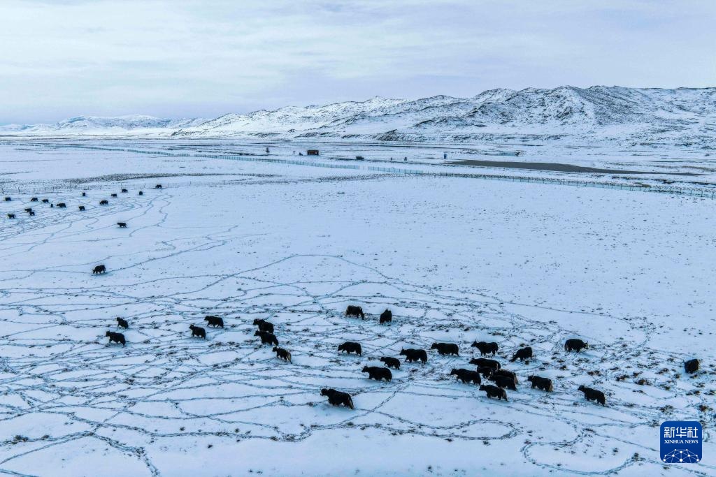 四川阿坝：春雪润高原