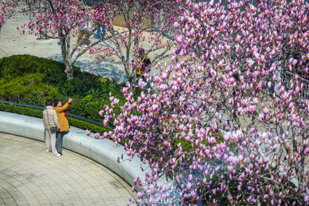 玉兰与东方明珠塔同框