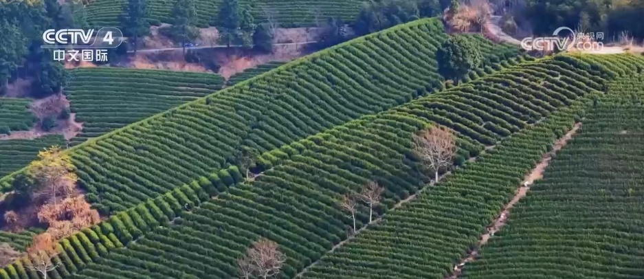 “花”经济 “热”文旅 赏花游为乡村振兴增添“美丽”动能