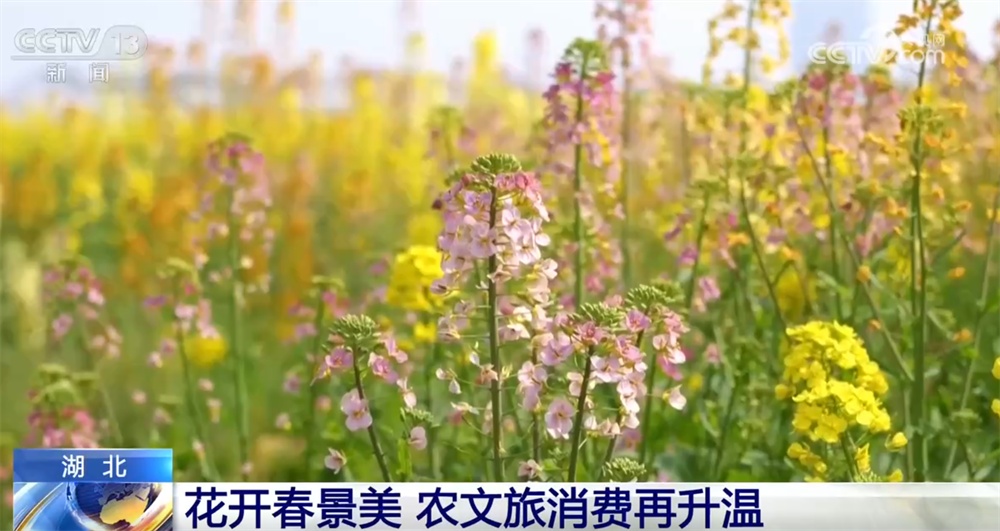 “花田+”新玩法解锁好春光 农文旅融合新业态打造“春日经济”消费新场景