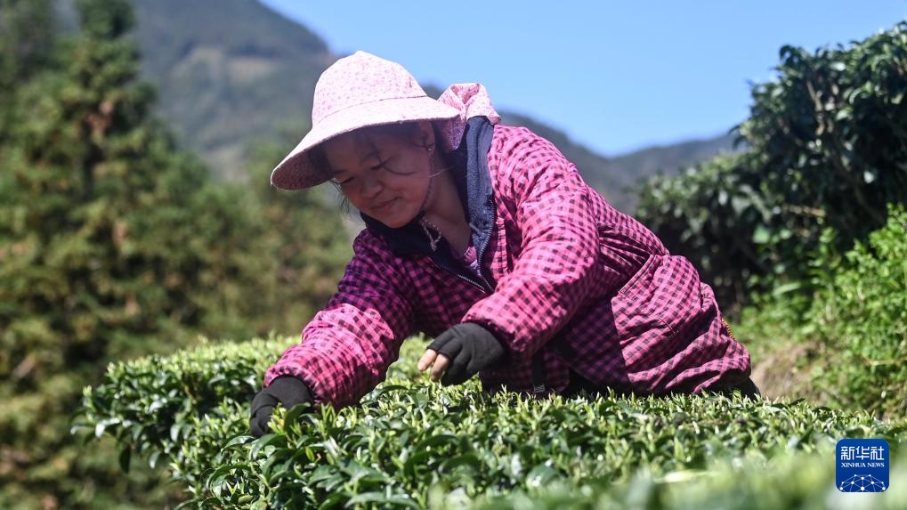 广西三江:早春茶飘香 广西三江:早春茶飘香