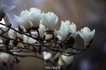 玉兰花可太懂中式美学了