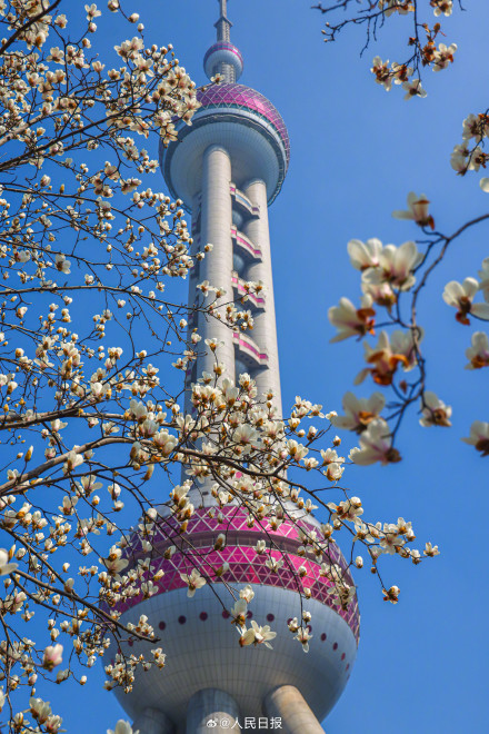 玉兰与东方明珠塔同框