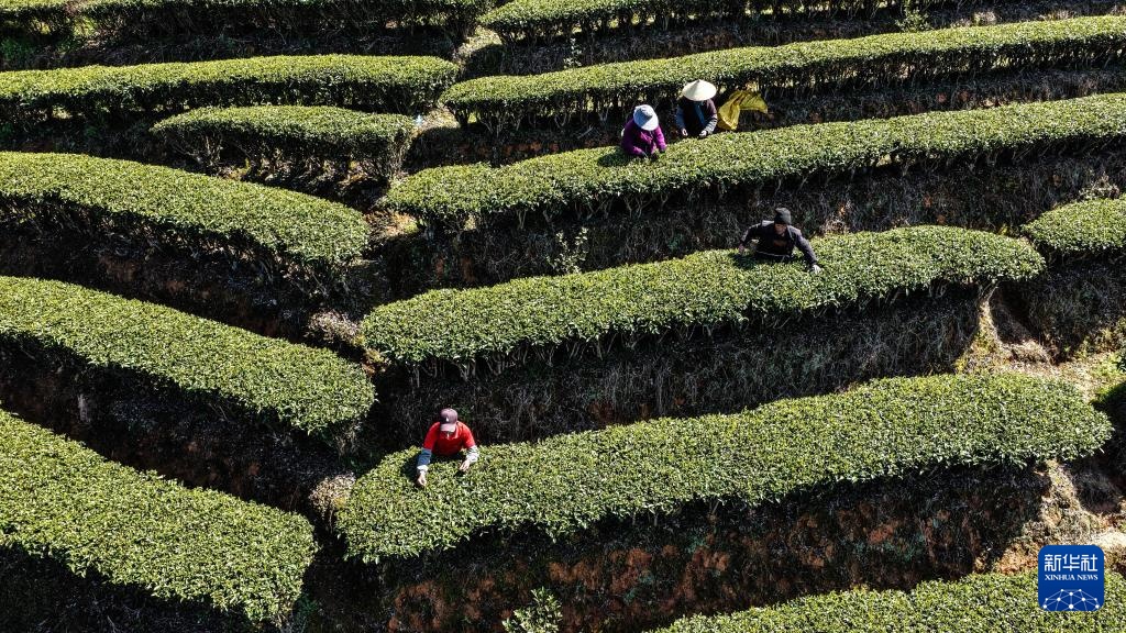 广西三江:早春茶飘香 广西三江:早春茶飘香