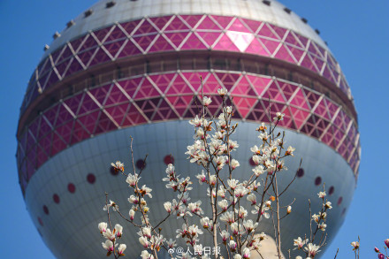 玉兰与东方明珠塔同框