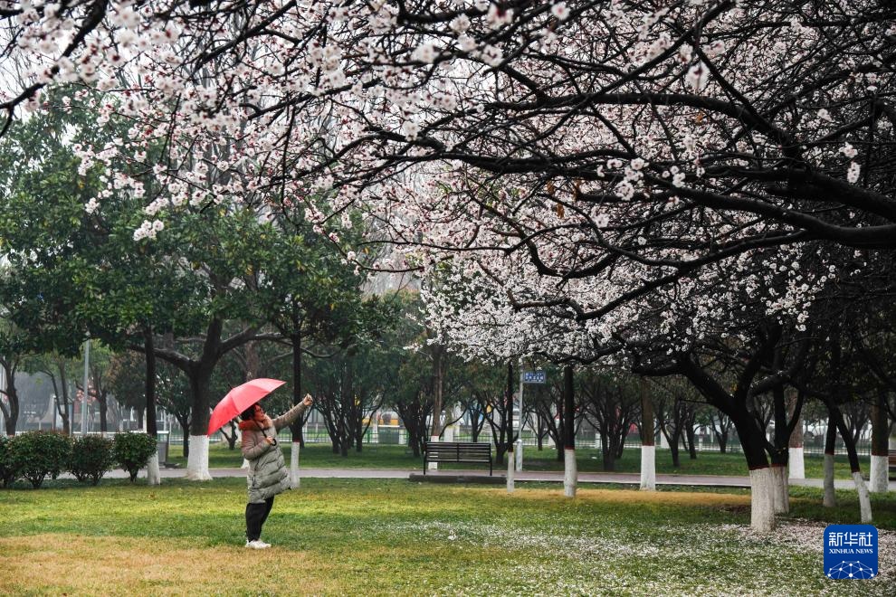 春光明媚赏花时 春光明媚赏花时