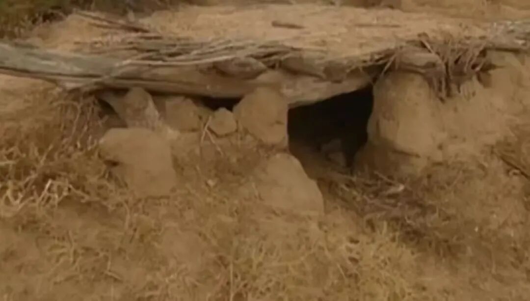 种树40年，她的钢钎磨短了60厘米