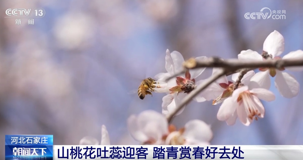 “以花兴业+以景促旅+以绿生金”点亮乡村振兴新路径 “赏花经济”激发新动能