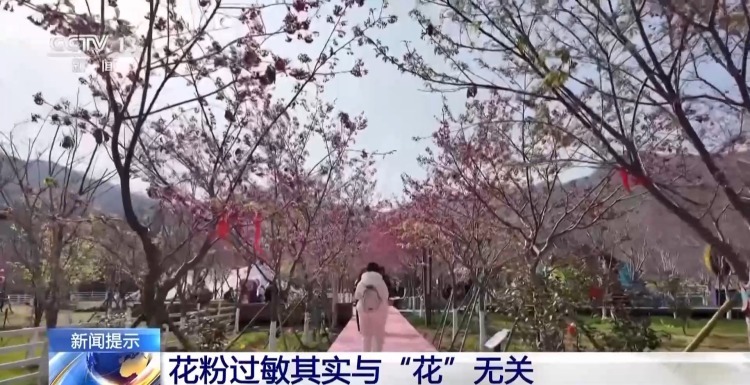 花粉过敏其实与“花”无关 它才是元凶→