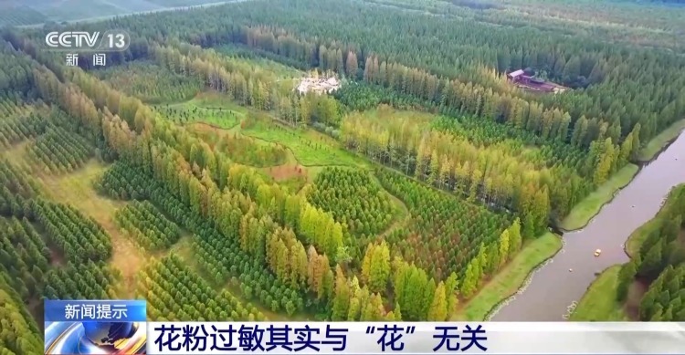 花粉过敏其实与“花”无关 它才是元凶→