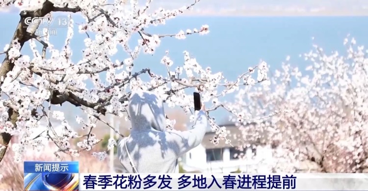 花粉过敏其实与“花”无关 它才是元凶→