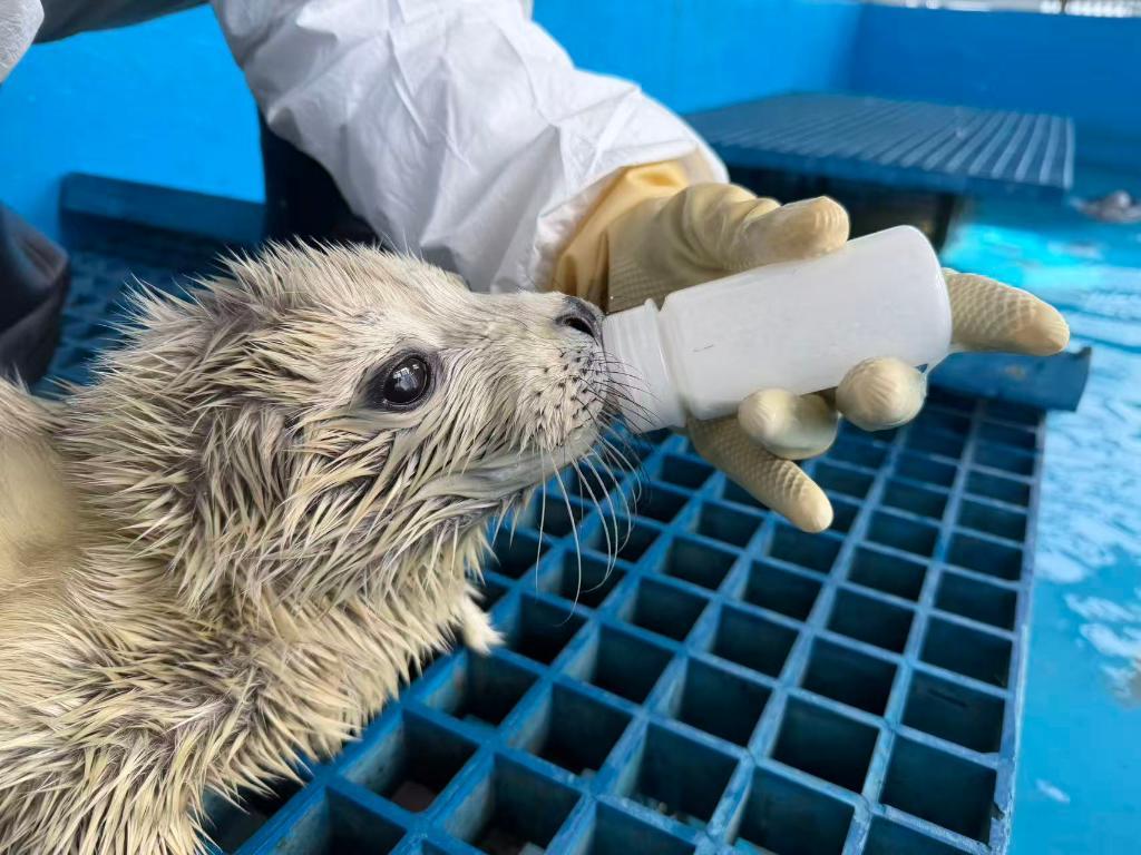 这群被救助的斑海豹,有宝宝了 这群被救助的斑海豹,有宝宝了