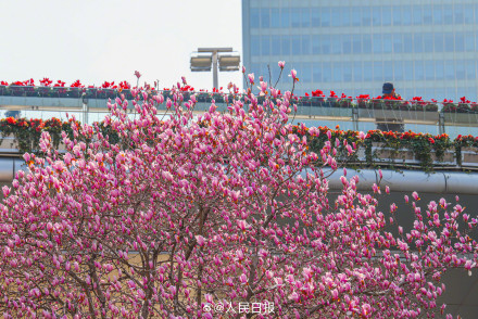 玉兰与东方明珠塔同框