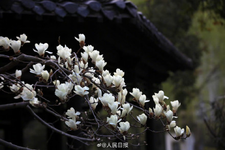 玉兰花可太懂中式美学了