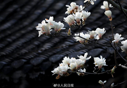 玉兰花可太懂中式美学了