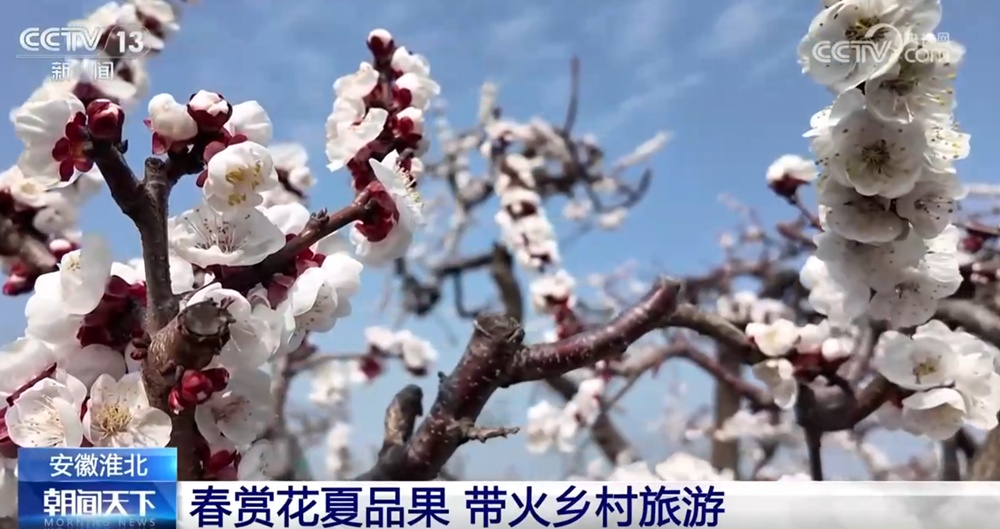 “以花兴业+以景促旅+以绿生金”点亮乡村振兴新路径 “赏花经济”激发新动能