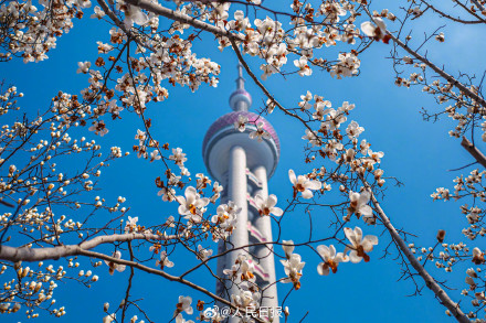 玉兰与东方明珠塔同框