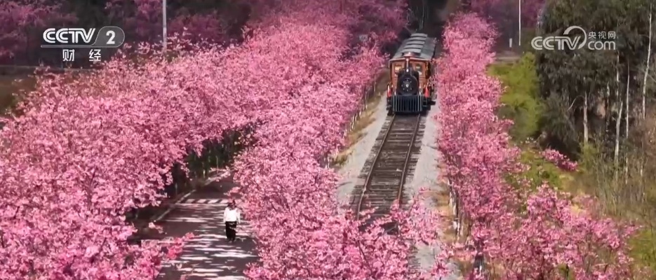 共赴“繁花”之约 多地赏花新玩法让“春日流量”变成“消费留量” 共赴“繁花”之约 多地赏花新玩法让“春日流量”变成“消费留量”