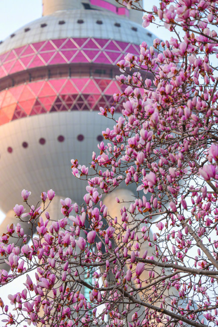 玉兰与东方明珠塔同框