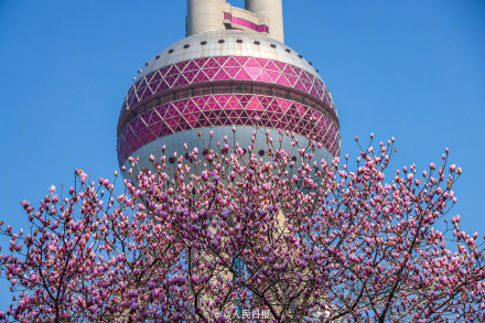 玉兰与东方明珠塔同框