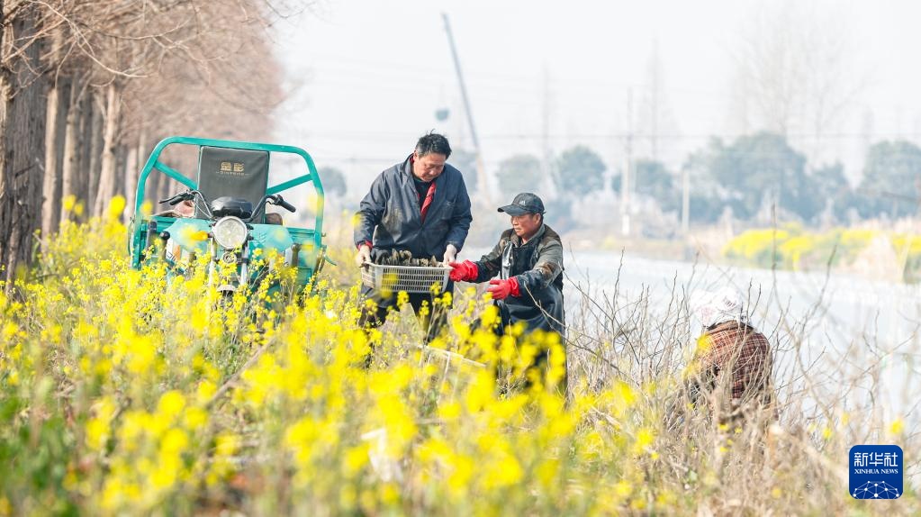江苏泗洪:初春种蚌忙 江苏泗洪:初春种蚌忙